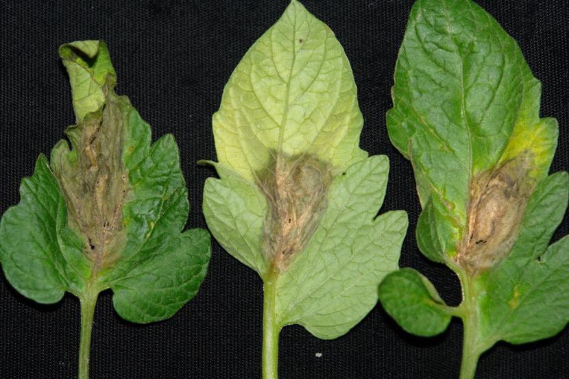 Daños en hojas por el hongo Botritis