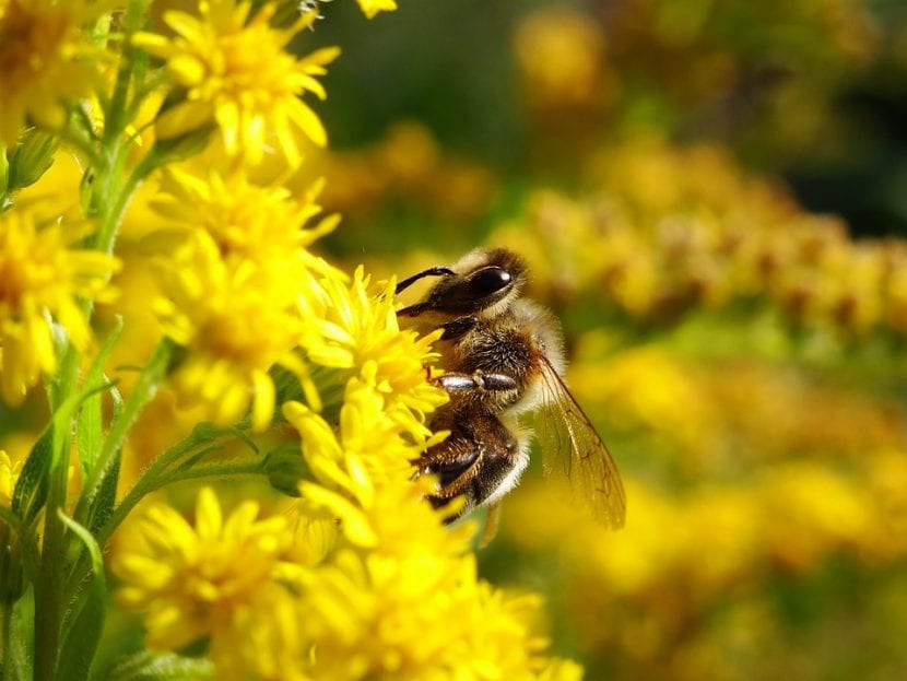 El imidacloprid reduce las poblaciones de abejas