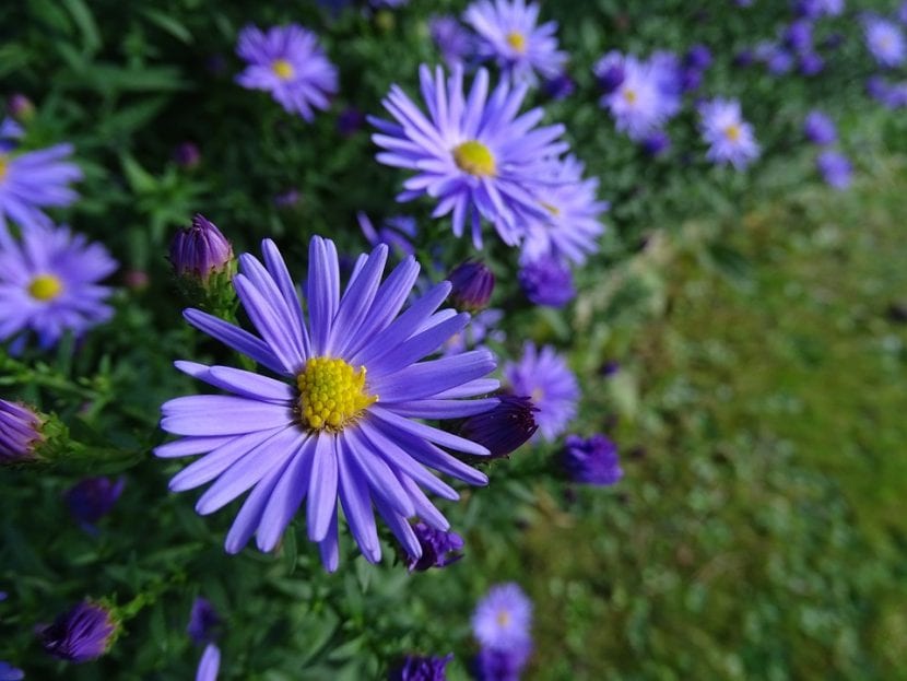 Los Aster son flores muy alegres