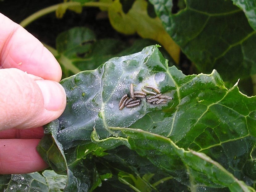 tratamiento natural para el jardin