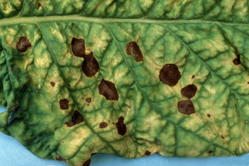 Colonia del hongo Alternaria alternata vista al microscopio