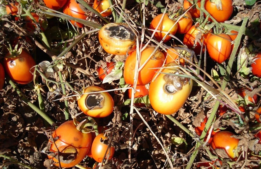 alternaria en tomates