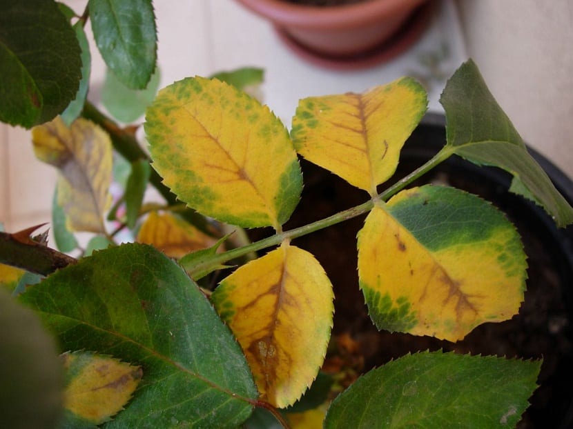 hojas con clorosis o falta de hierro
