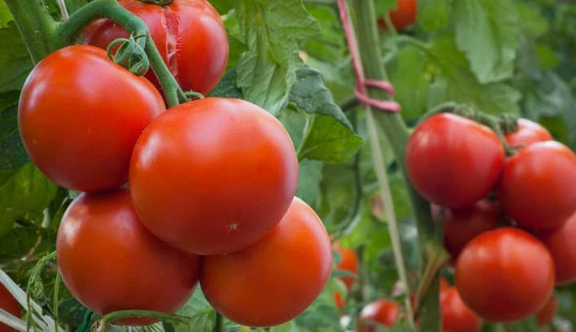 control de plagas de pulgones en tomates