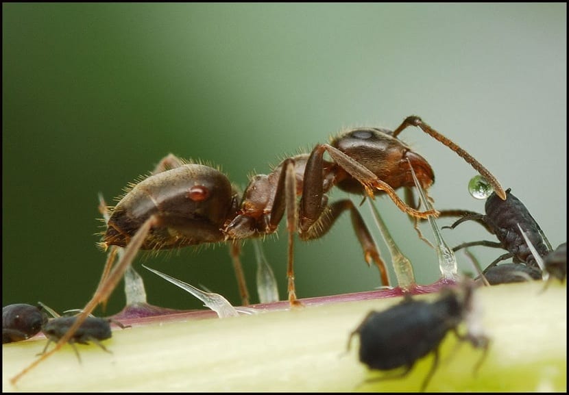 la hormiga defiende al pulgon de otros depredadores