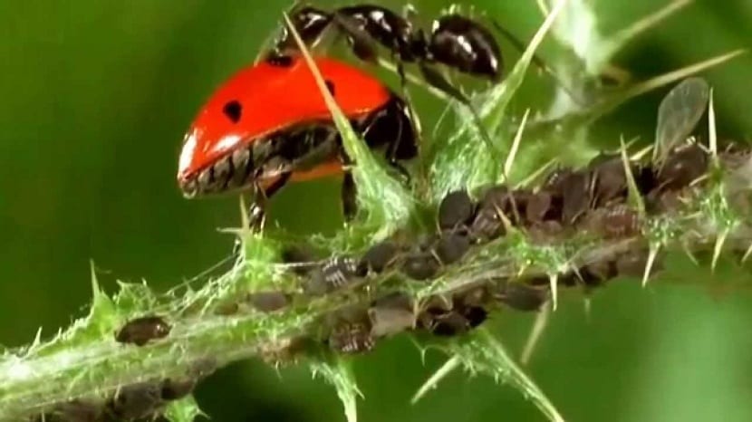 la mariquita se usa como enemigo del pulgón para combatir la plaga
