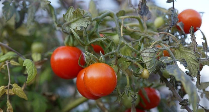 pulgones en los tomates