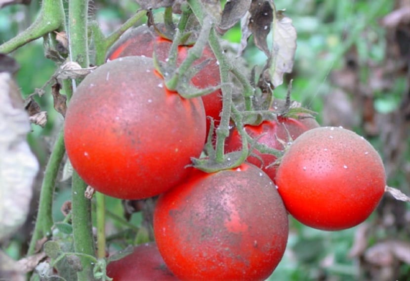 la mosca blanca ataca al tomate