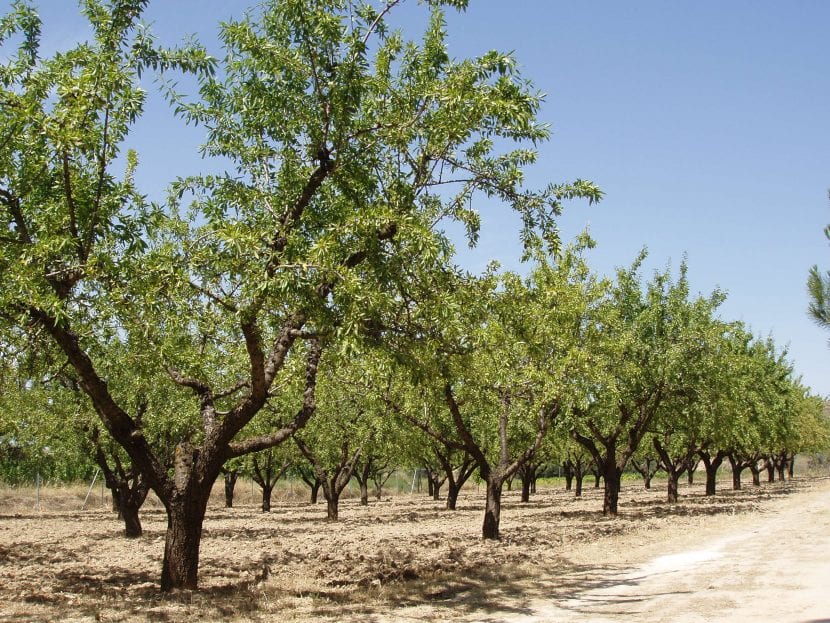 La Xylella fastidiosa causa la muerte rápida de la planta