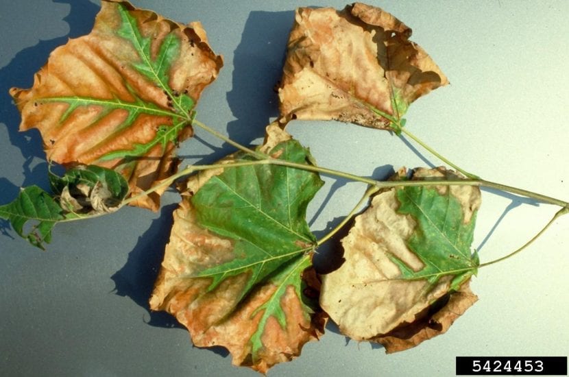 Hojas secas por la infección de Xylella fastidiosa