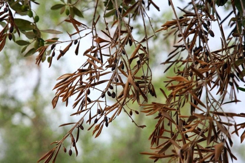 Olivo con síntomas de Xylella fastidiosa