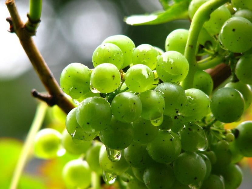 Uvas verdes en la planta