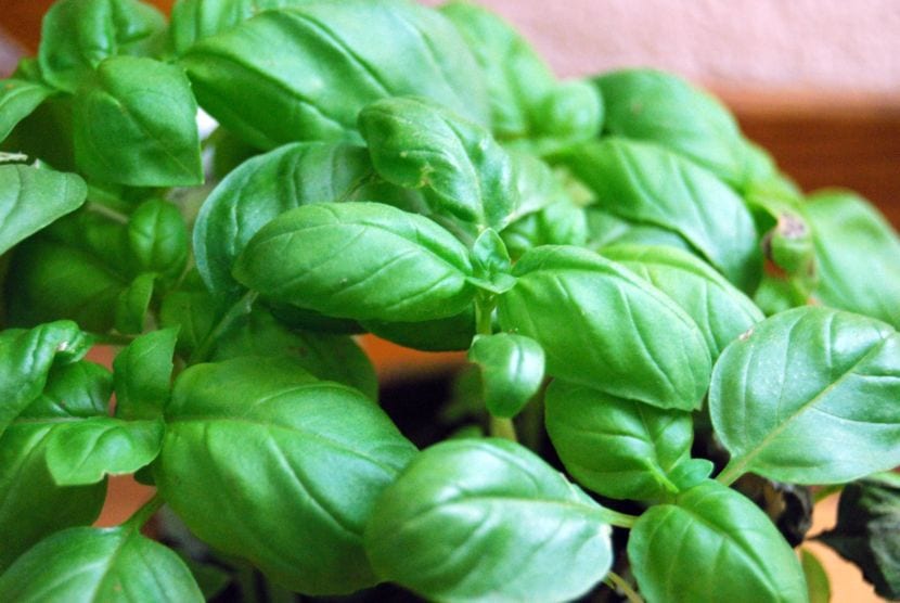 Albahaca