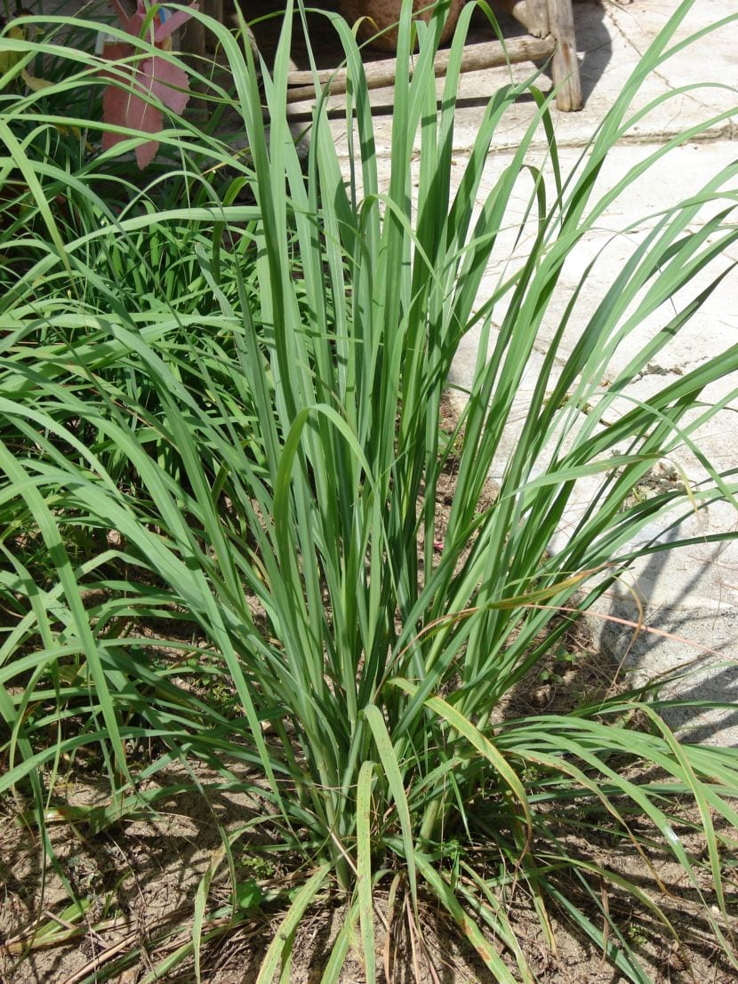 Citronella