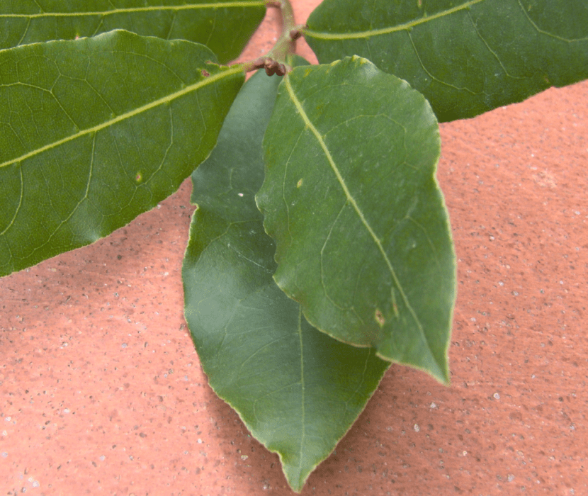 Laurel