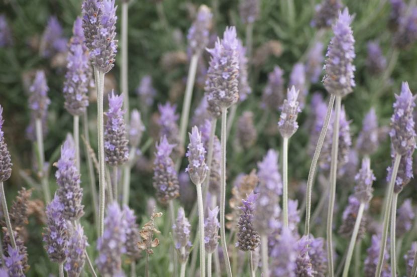 Lavanda