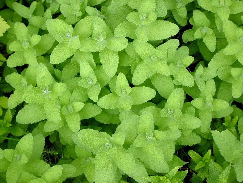 ️ Las 7 mejores plantas para repeler insectos | Guía Completa 2024
