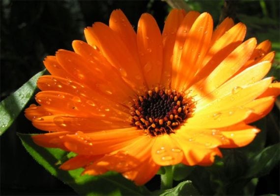 Calendula