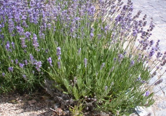 Lavanda