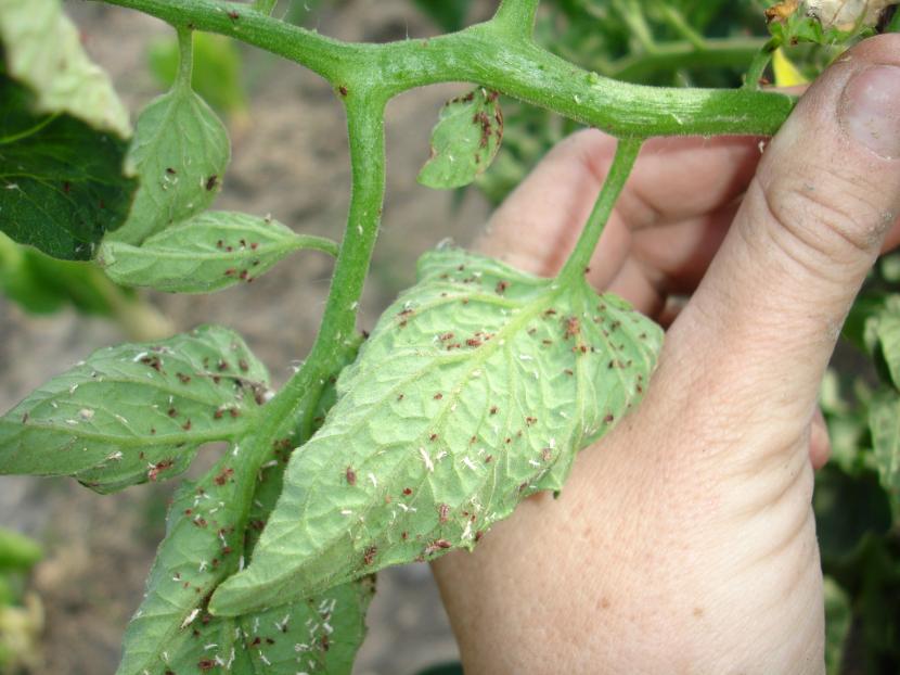 daños de la araña roja a los tomates
