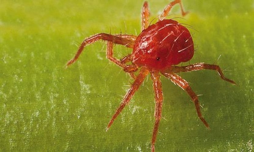 plaga de la araña roja