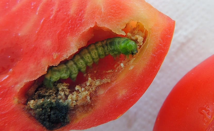 oruga en el tomate