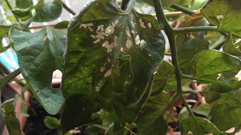 orugas en los cultivos de tomate