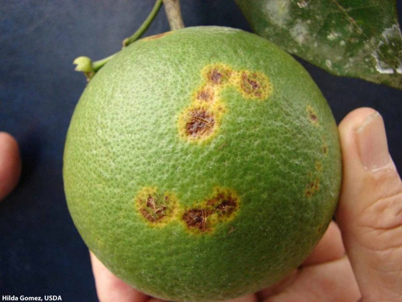 Leprosis en limonero