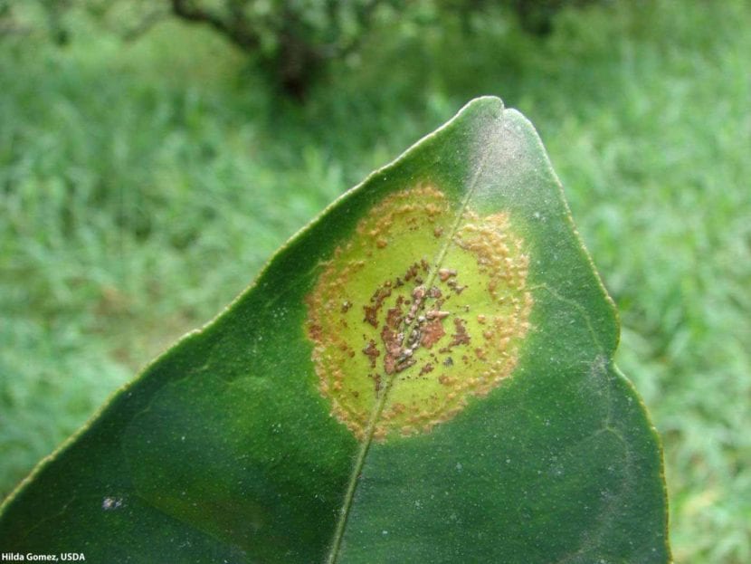 Leprosis en cítricos