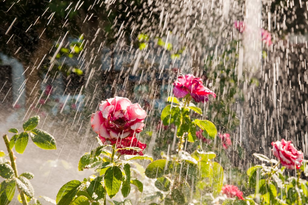Riego de plantas mojando el follaje, práctica que favorece la aparición del mildiu