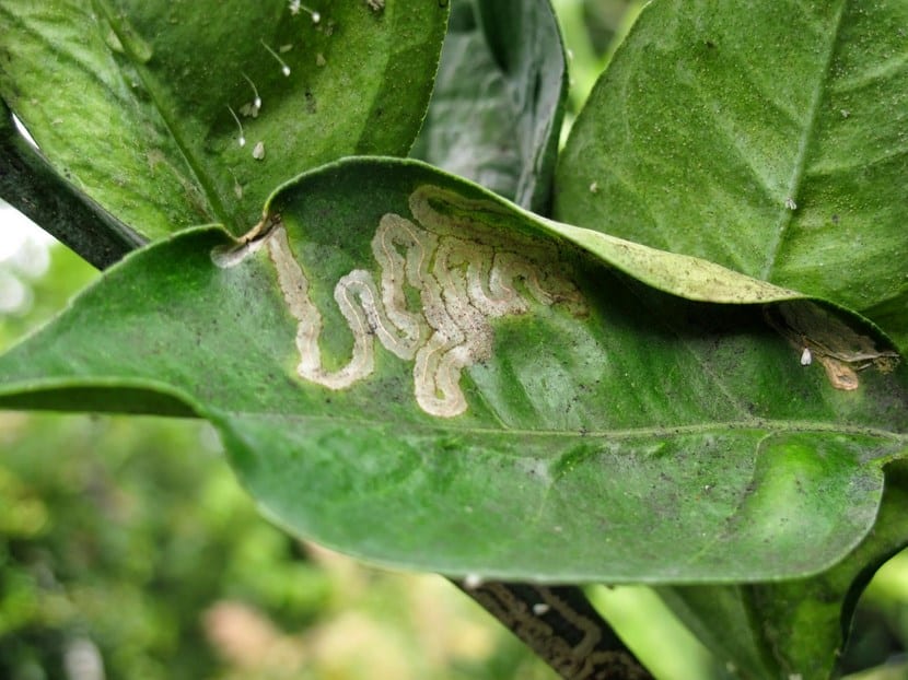 Minador de citricos