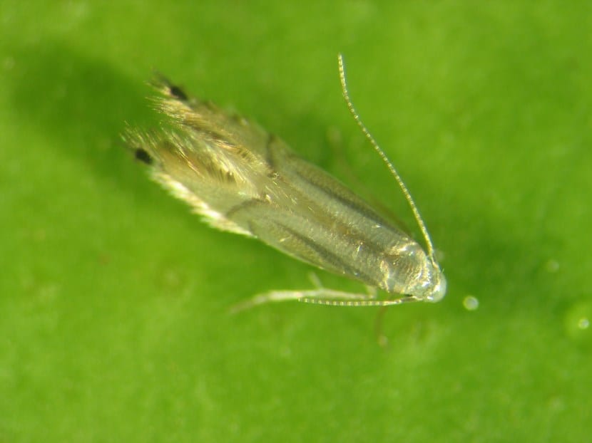 Minador de citricos