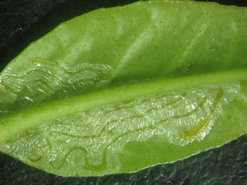 Minador de citricos