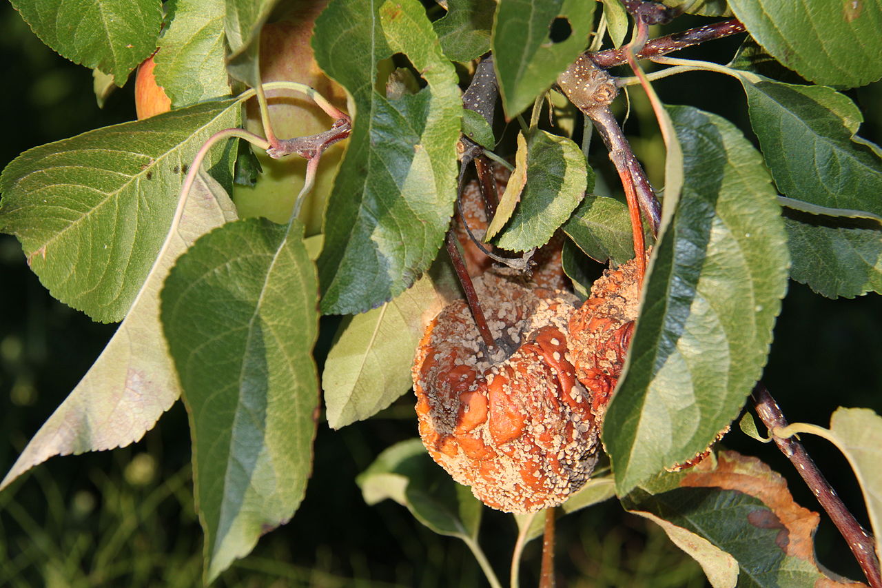 La momificación de los frutos es un problema común