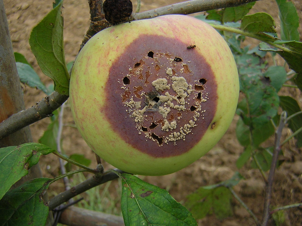 La momificación de los frutos es una enfermedad seria