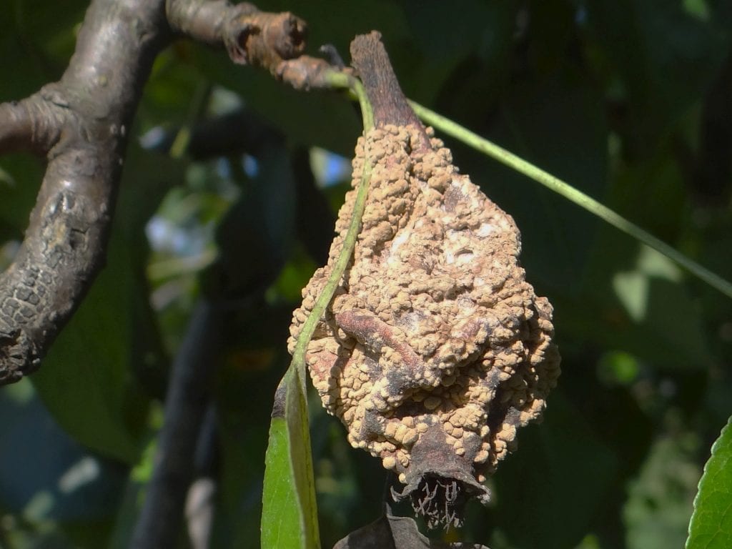 Monilinia fructigena