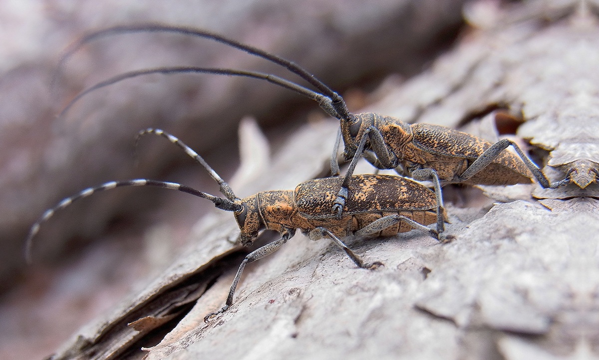 Monochamus galloprovincialis: el vector del nematodo del pino