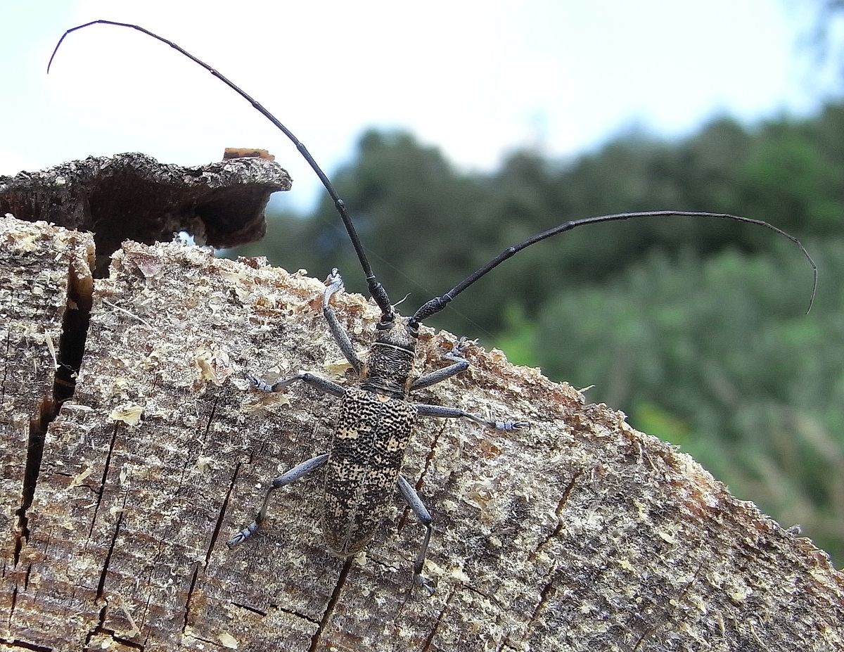 insecto encima un tronco cortado de un pino muerto