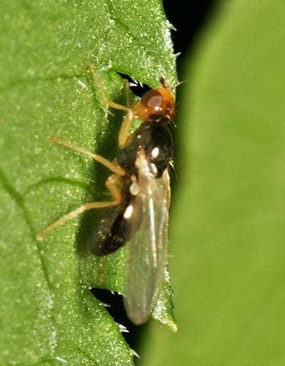 Mosca de la zanahoria
