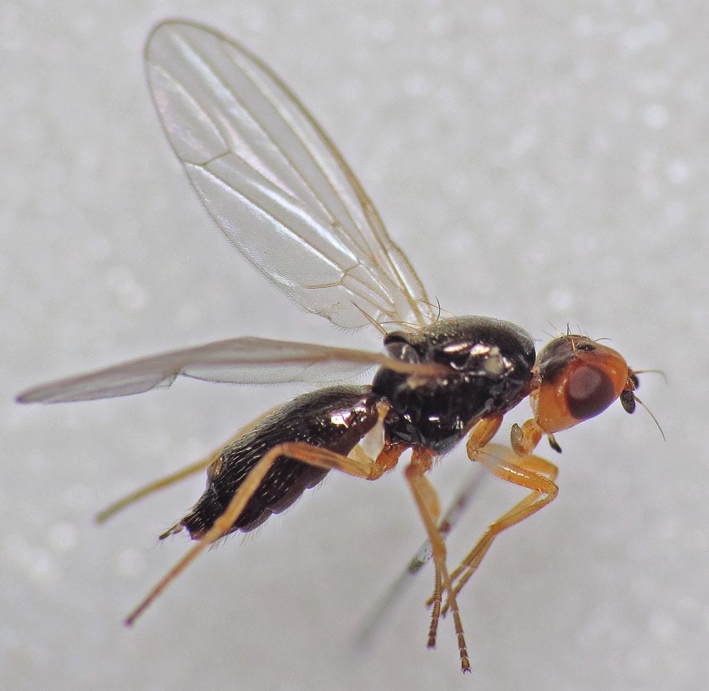 Mosca de la zanahoria