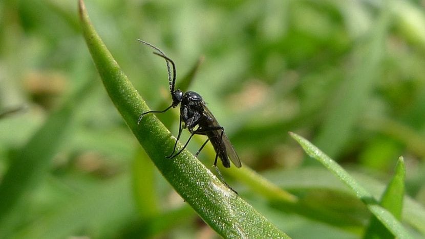 Mosca negra
