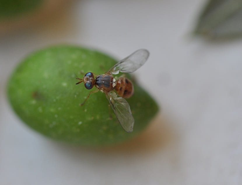 A la mosca del olivo de igual forma la podemos conocer con el nombre científico de Bactrocea oloeae