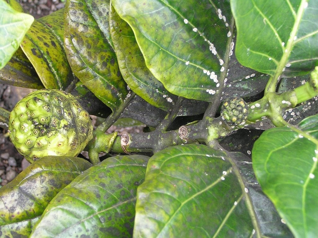 Las hojas de las plantas pueden verse afectadas por la negrilla