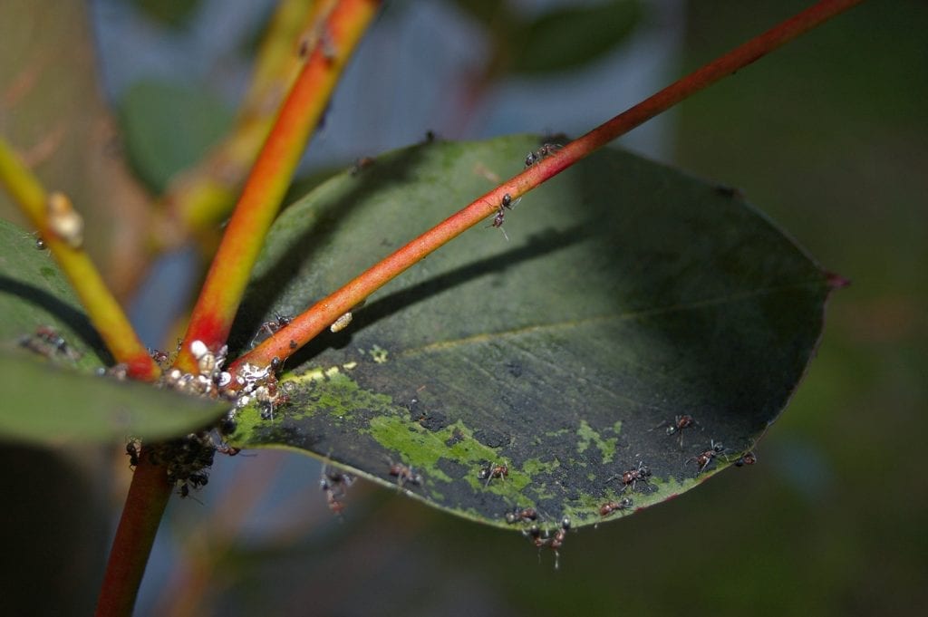La negrilla afecta a muchas plantas