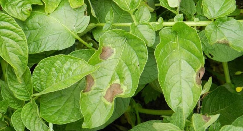 plantas con hongos en la que usamos fungicida