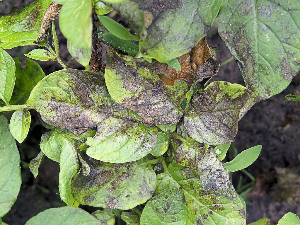El Phytopthora infestans es un hongo muy común