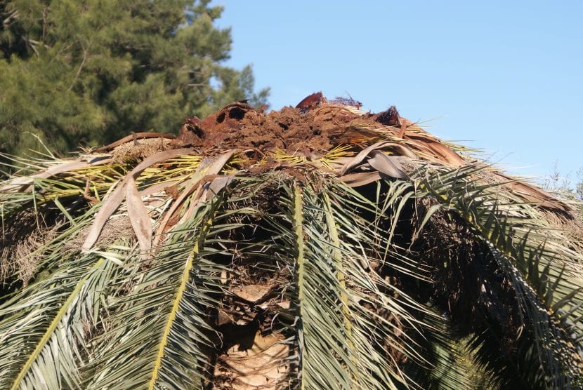 Daños producidos por el picudo rojo en la palmera canaria