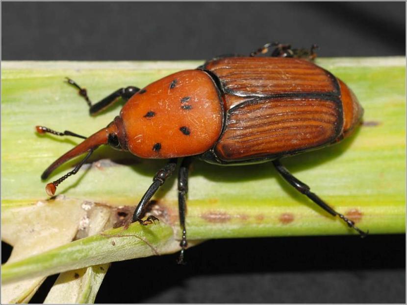 Picudo rojo, una plaga potencialmente mortal para las palmeras