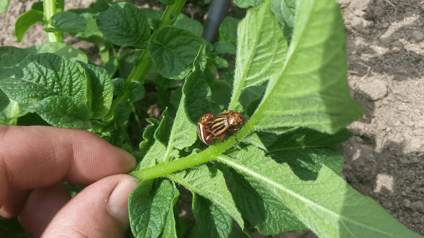 El escarabajo de la patata de Colorado es la principal plaga de este tubérculo