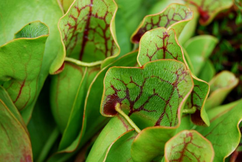 Sarracenia